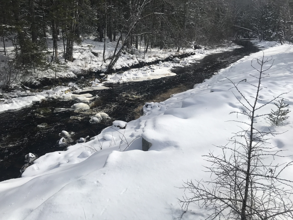Sacrificing Wild Atlantic Salmon for Gold