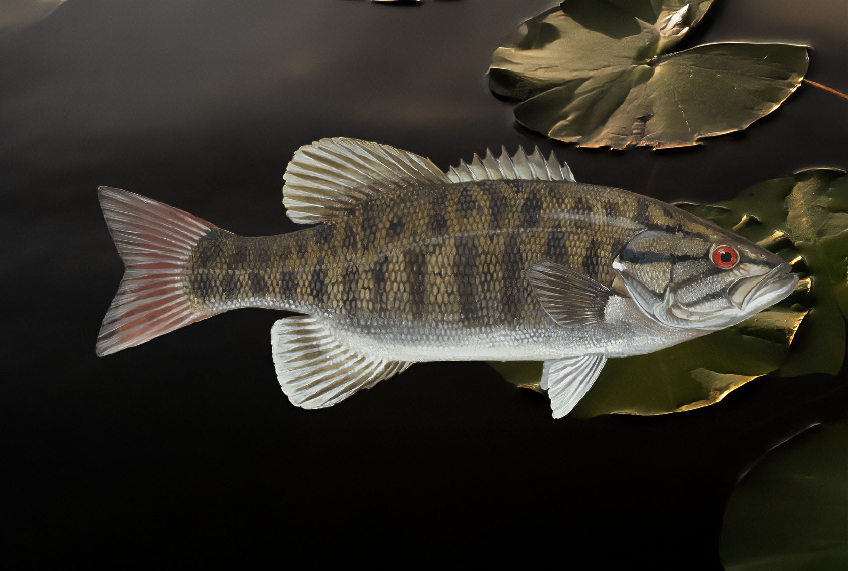 An image of a smallmouth bass.